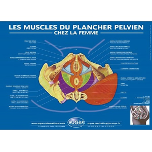 Poster Musculatura del Suelo Pelvico